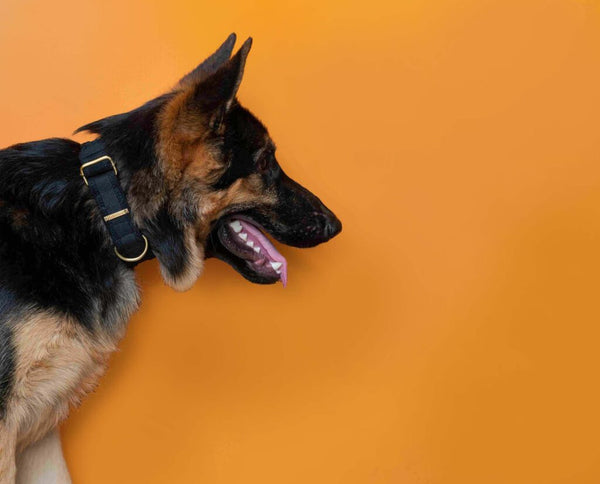 IndieGood Skin Friendly Corduroy Dog Collar - Black