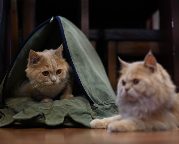 IndieGood cat Bedding Octy - Green